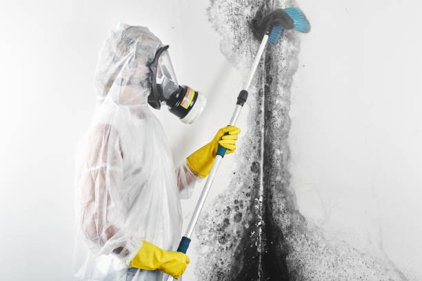 Best Crawl Space Mold Remediation  in Honeyville, UT