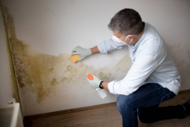 Mold Remediation for Rental Properties in Honeyville, UT